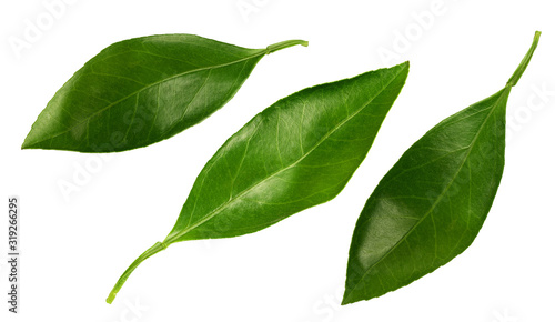 Citrus leaves isolated on a white background