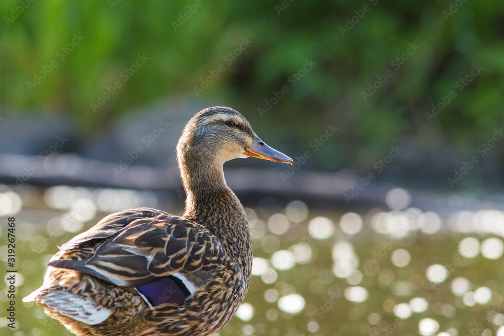 Mallard babies in spring Mallard babies in spring