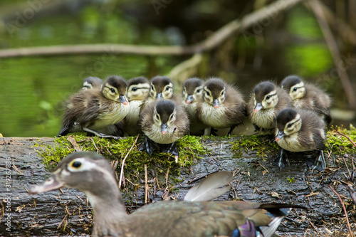 Konstfotografi wood duck female with ducklings
