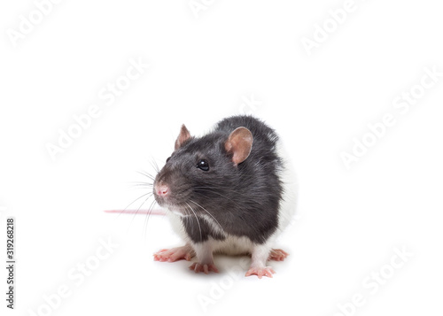 rat on white background.