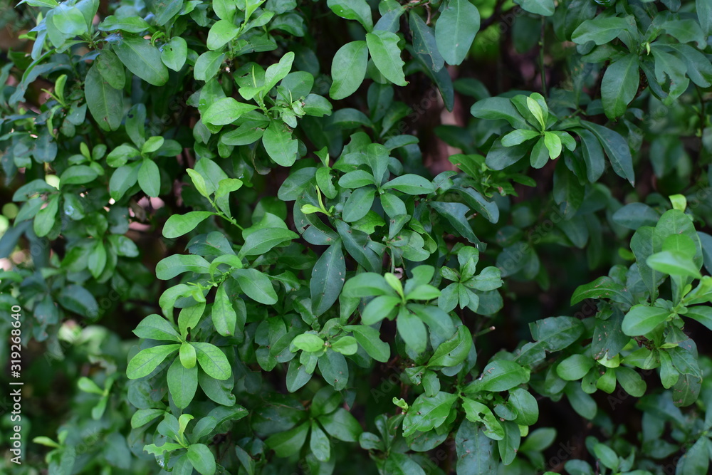 nature background of green leaves and textures nature background of green leaves and textures