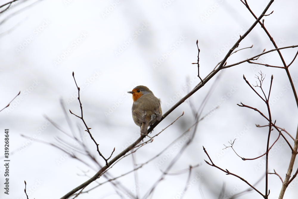 Ein Rotkehlchen sitzt im Winter auf einem dünnen Ast vor hellem Hintergrund, Erithacus rubecula Ein Rotkehlchen sitzt im Winter auf einem dünnen Ast vor hellem Hintergrund, Erithacus rubecula