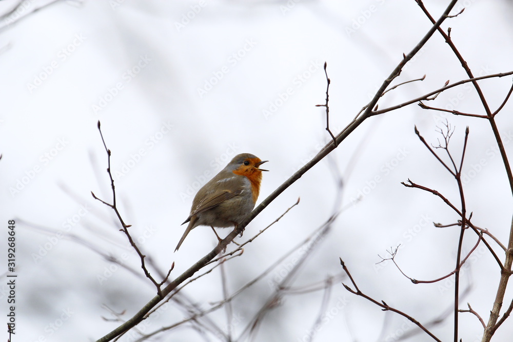 European robin redbreast sits on a thin branch in winter an singing with its beak wide open, Erithacus rubecula European robin redbreast sits on a thin branch in winter an singing with its beak wide open, Erithacus rubecula