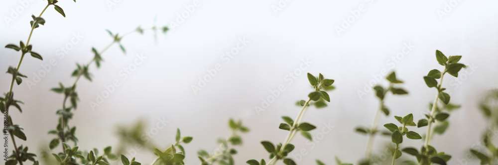 Obraz premium Indoor microgreens and garden room concept. Green spices rosemary and oregano plant on windowsill in winter and autumn season. Banner of nature background with copyspace. Stock photo.