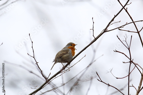 European robin redbreast sits on a thin branch in winter an singing with its beak wide open, Erithacus rubecula
