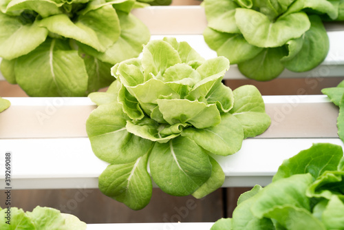 Hydroponic butterhead lettuce growing in greenhouse. Healthy  diet and clean food concept.