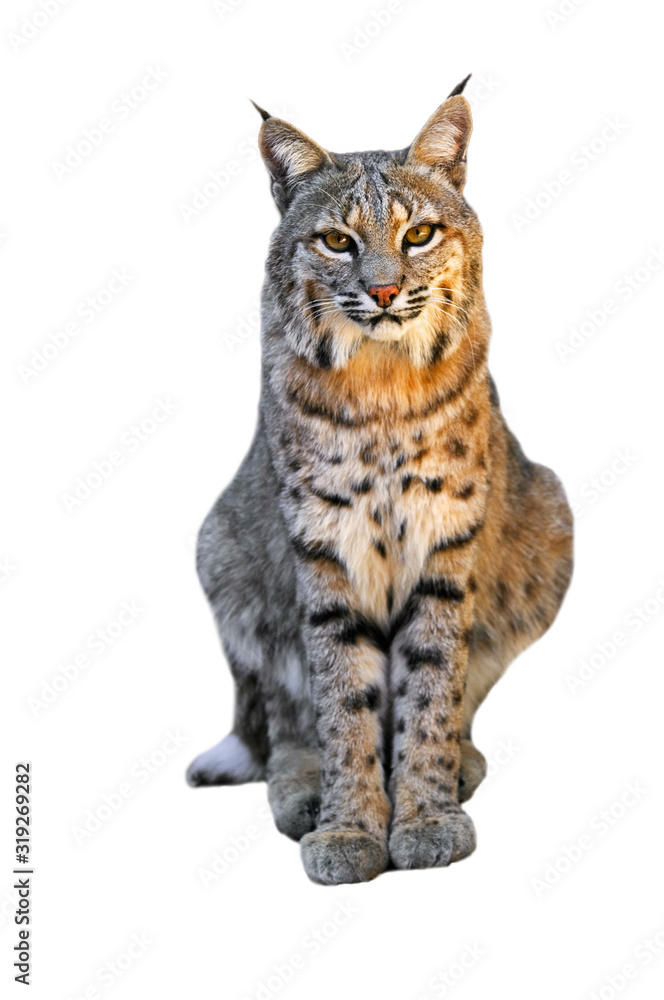 Obraz premium Bobcat (Lynx rufus / Felis rufus) native to southern Canada, North America and Mexico against white background