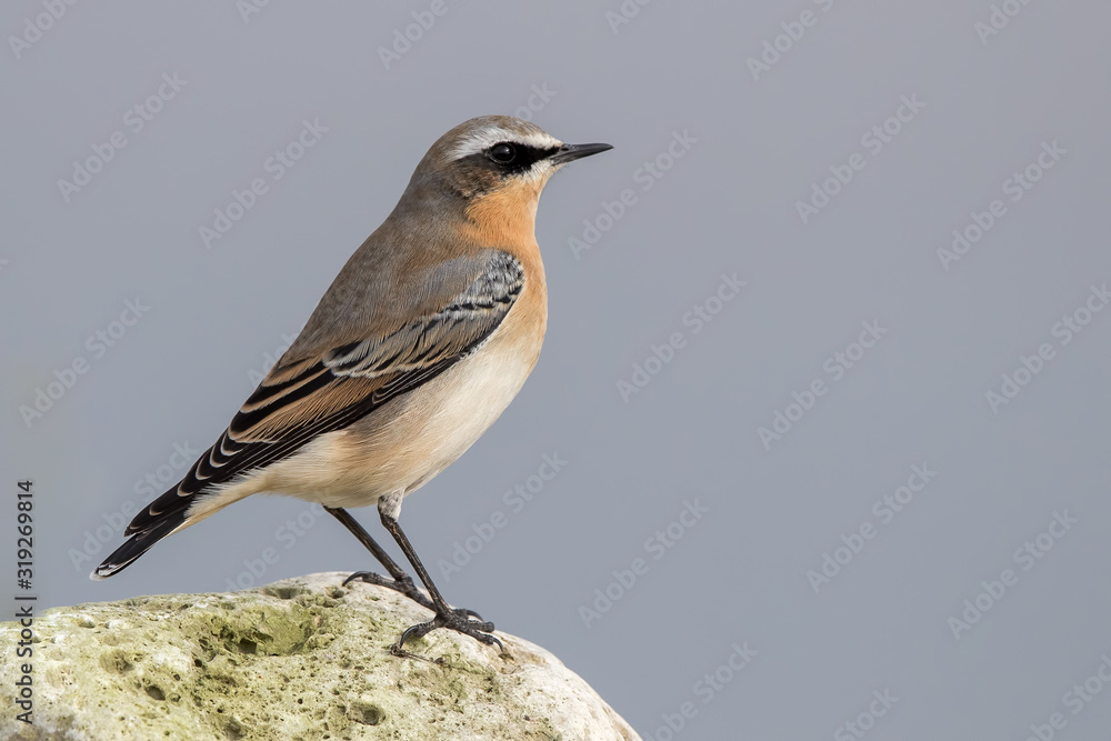 Wheatear on Rock Wheatear on Rock
