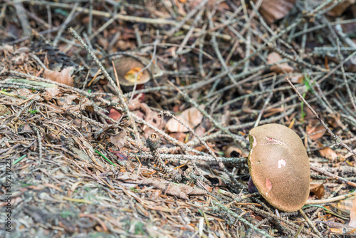 Rotfußröhrling Pilz (Xerocomus chrysenteron) im Bayerischen Wald, Deutschland