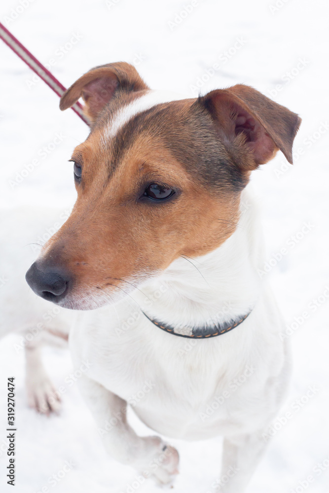 Jack Russell Terrier's dog winter on white snow Jack Russell Terrier's dog winter on white snow