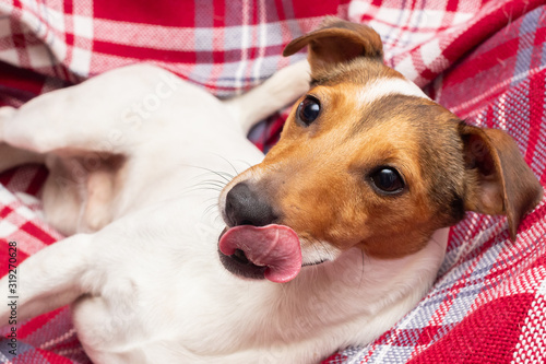 Dog Jack Russell terrier close-up with tongue on red plaid in cage © Кристина Вертьянова