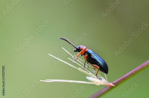 Beetle in the grass.Macro