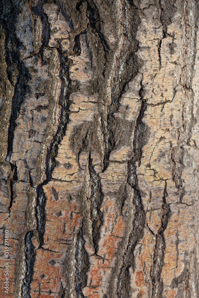 Old tree bark, reddish shade at the base. Background. Old tree bark, reddish shade at the base. Background.