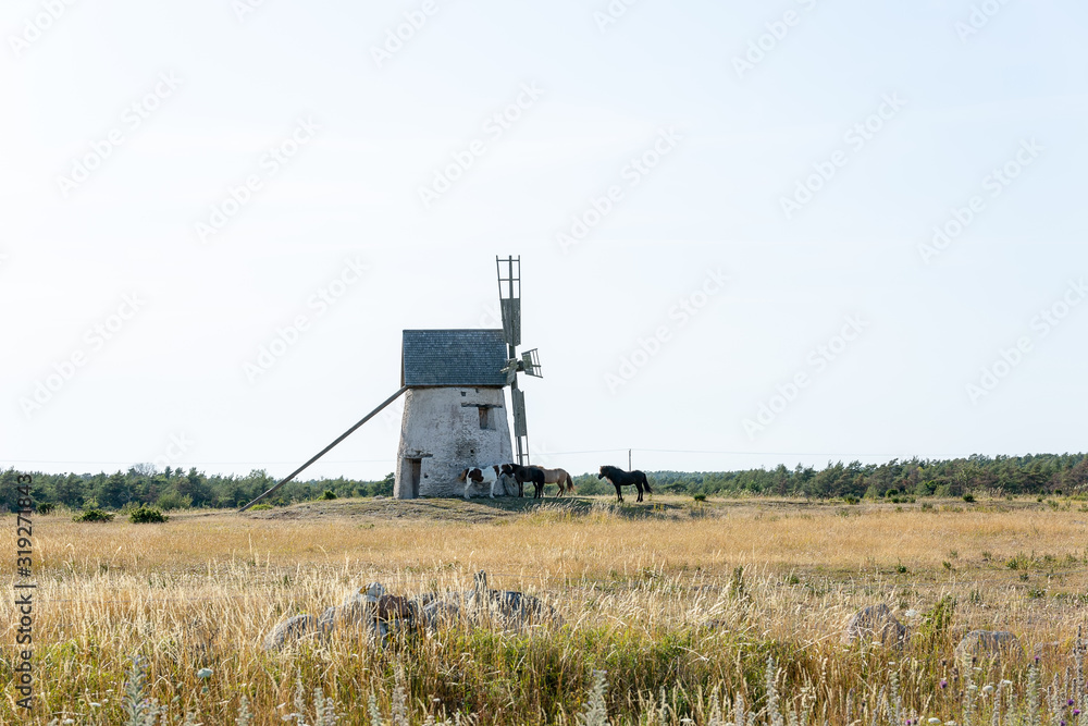 Fototapeta premium Windmill in Field with Horses