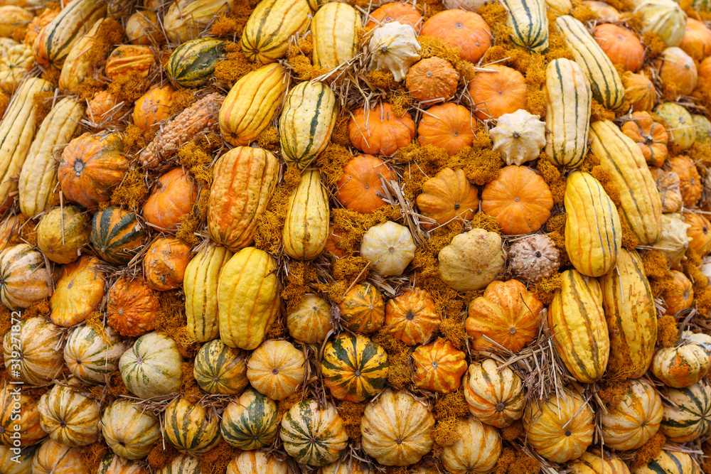 Wall of different colored pumpkins.