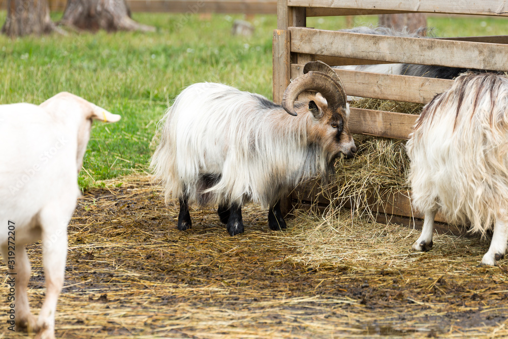 Obraz premium Small goat with Horns Eating Hay