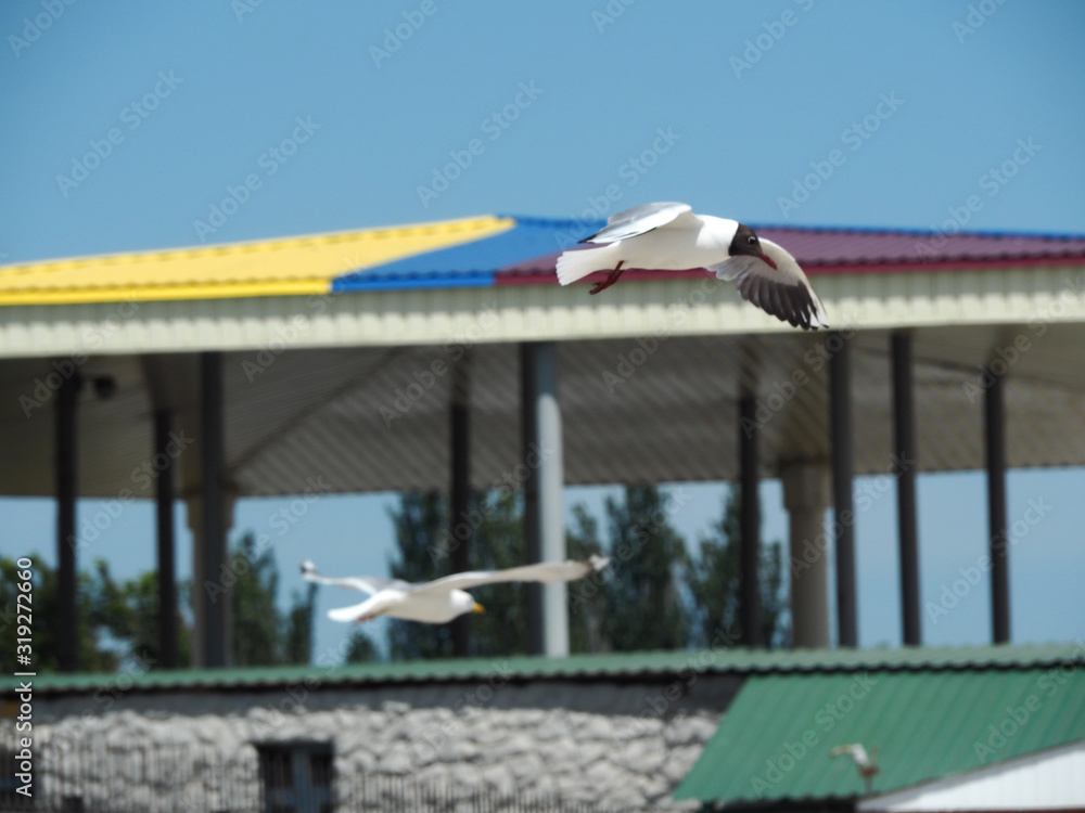 Obraz premium Two seagulls in flight on pavilion background