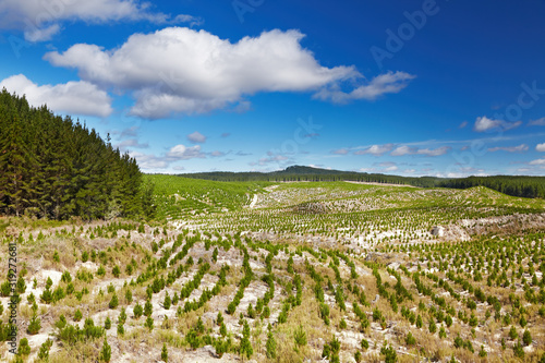 Forest plantation with new seedlings