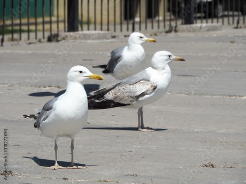 Three seagulls on the concrete embankment