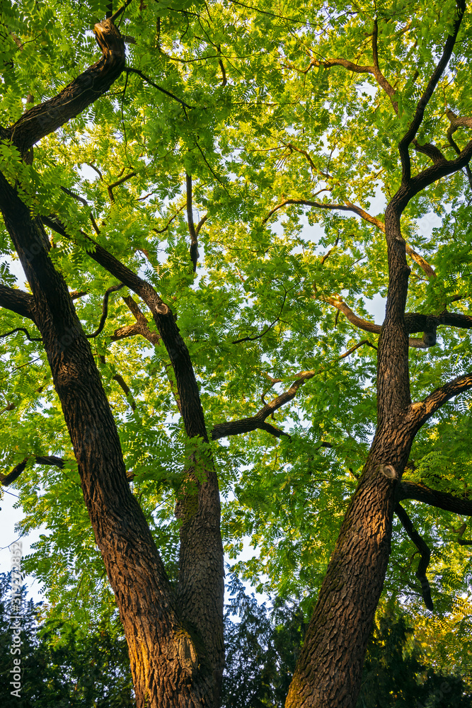Fototapeta premium Abstract treetop of a Gleditsia tree