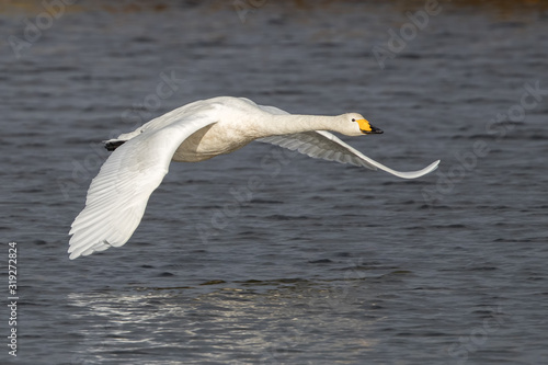 Whooper Swan Flying © Simon Stobart