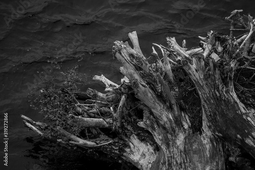The root of an old tree in the water..