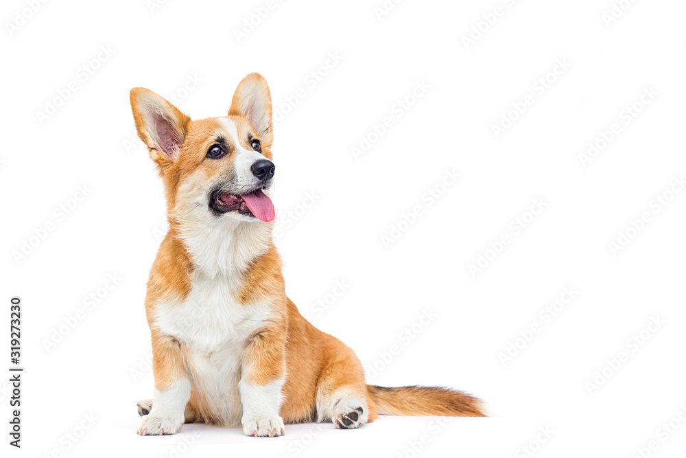 welsh corgi puppy looking up on a white background