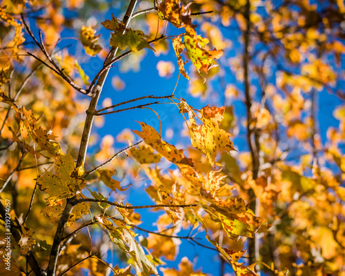 Golden Autumn Leaves Against a Brilliant Blue Sky