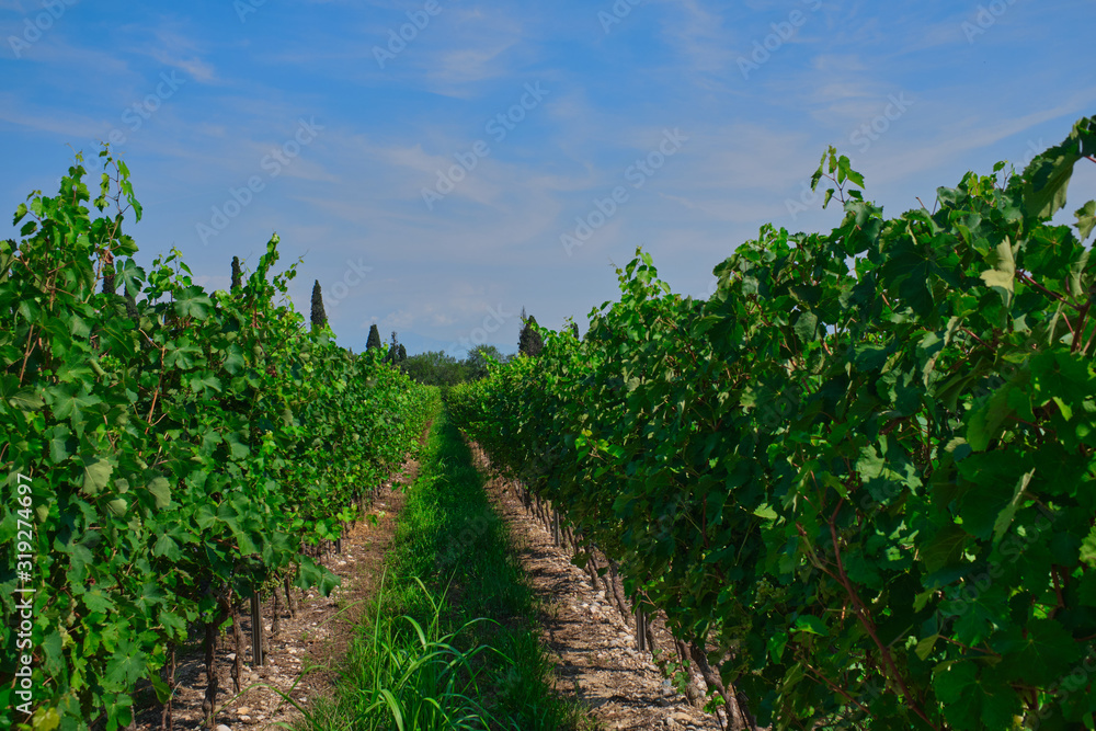 Ripe vineyards north of italy