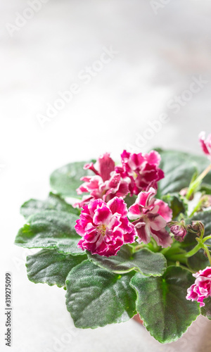 Fototapeta Naklejka Na Ścianę i Meble -  Flowering Saintpaulias, commonly known as African violet. Mini Potted plant. Home decor and gardening concept.