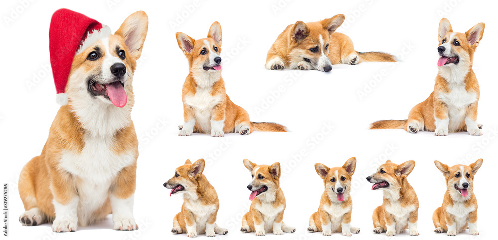 funny red welsh corgi puppy sitting and looking up on a white background funny red welsh corgi puppy sitting and looking up on a white background