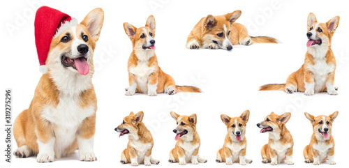 funny red welsh corgi puppy sitting and looking up on a white background