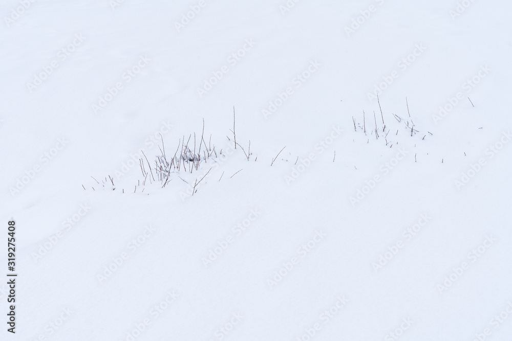 herausragende Gräser im mit Schnee bedeckten Feld herausragende Gräser im mit Schnee bedeckten Feld
