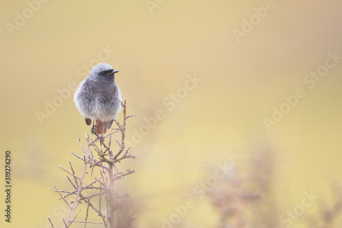 Jan. 29, 2020; Larrabetzu, Bizkaia (Basque Country). Male Black redstart portrait. photo