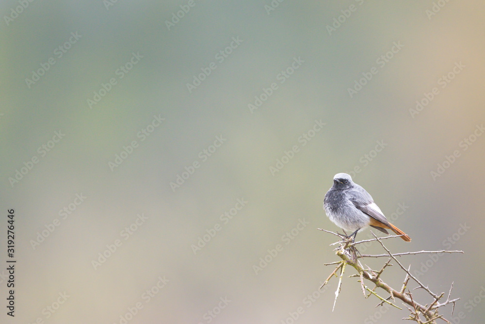 Obraz premium Jan. 29, 2020; Larrabetzu, Bizkaia (Basque Country). Male Black redstart portrait.