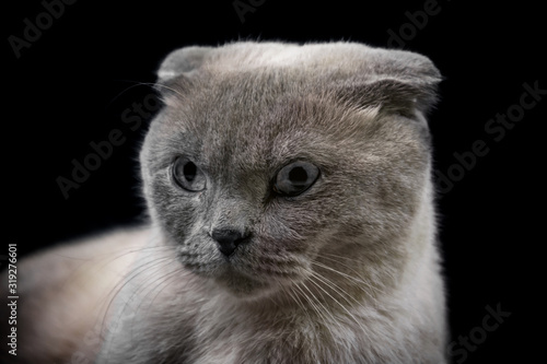 Serious British cat. Pskov. Russia.