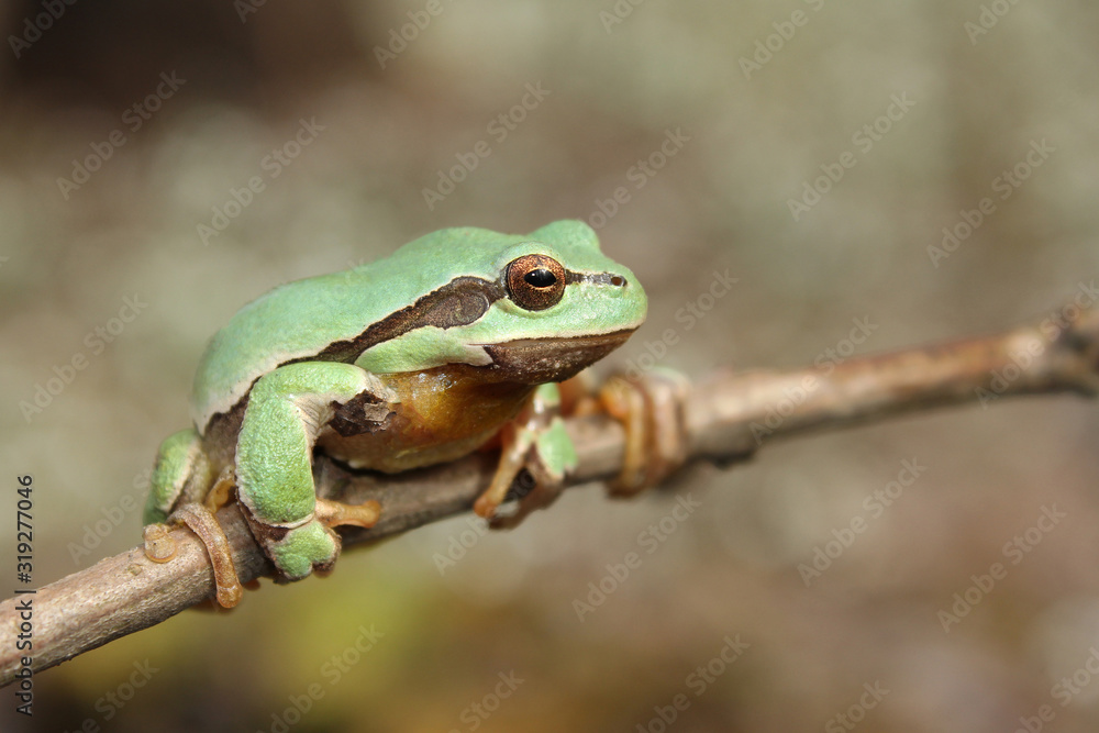 European tree frog (Hyla arborea) climbing the tree in natural habitat, small green tree frog close up photo in real natural habitat, forest organism European tree frog (Hyla arborea) climbing the tree in natural habitat, small green tree frog close up photo in real natural habitat, forest organism