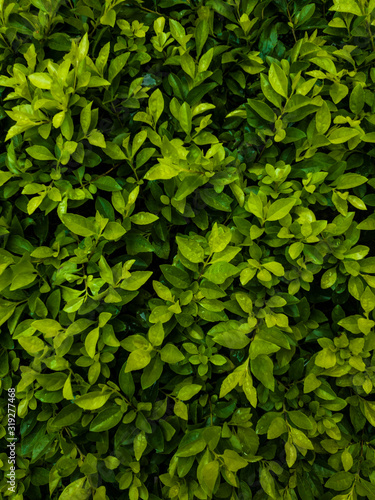 green leaf background