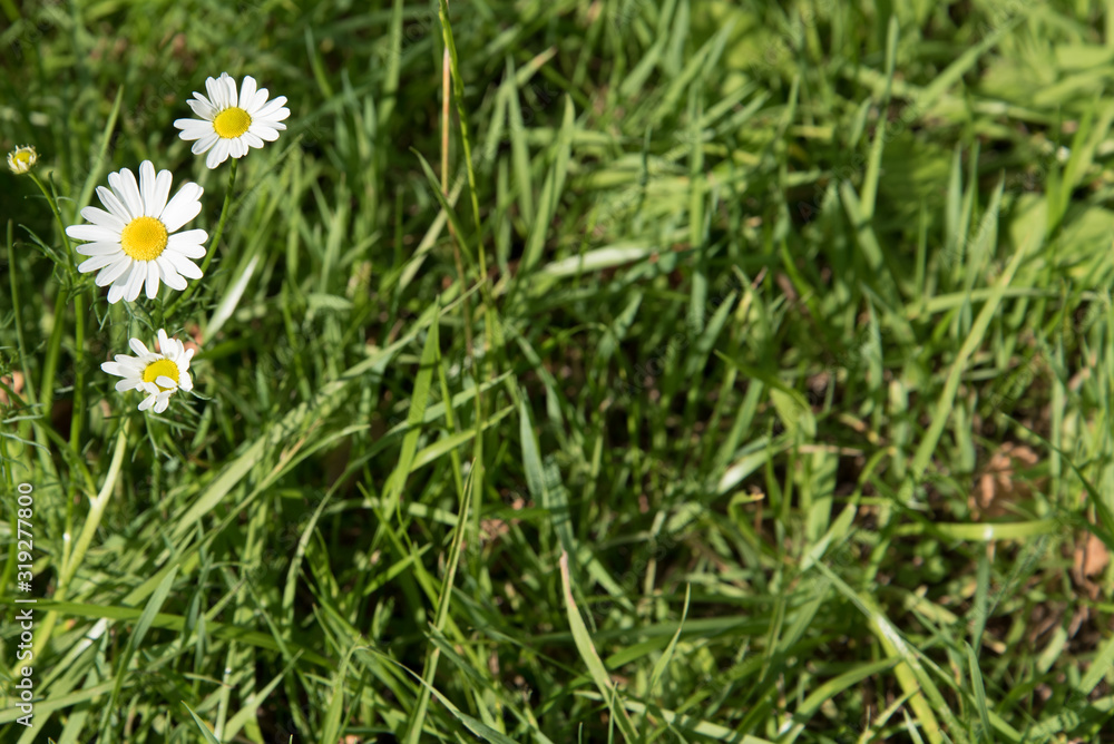 Green summer background with flowers of daisies. Web banner with a copy of the space. Greens with flowers of medical chamomile. Green summer background with flowers of daisies. Web banner with a copy of the space. Greens with flowers of medical chamomile.