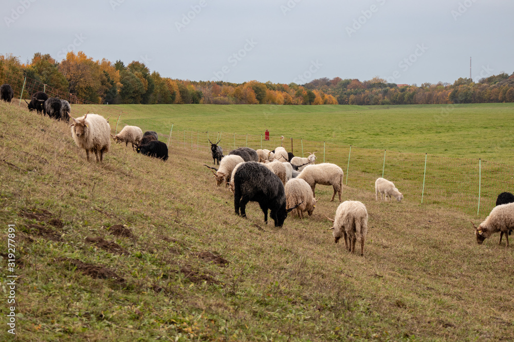 Black and white herd of Racka Sheep on the old river bed of the river Elster on the suburban of Leipzig