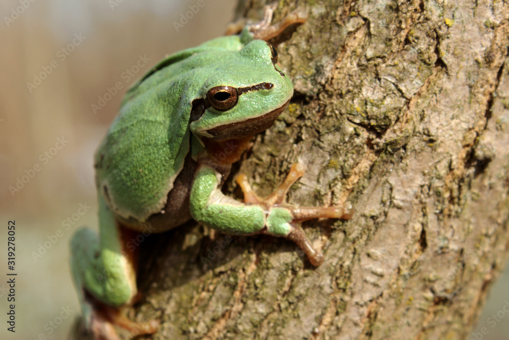European tree frog (Hyla arborea) climbing the tree in natural habitat, small green tree frog close up photo in real natural habitat, forest organism European tree frog (Hyla arborea) climbing the tree in natural habitat, small green tree frog close up photo in real natural habitat, forest organism