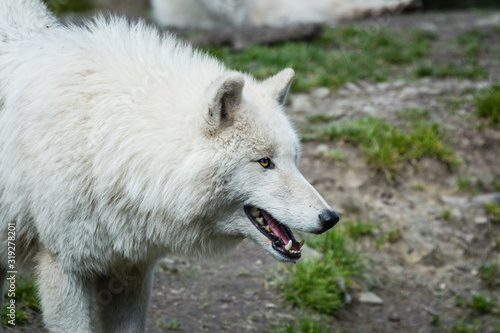 T  te d un loup blanc