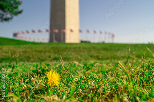 Washington Monument with a Dandelion