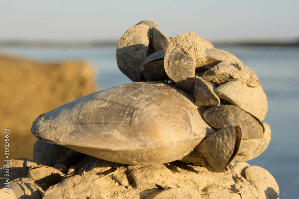 Zebra mussel (Dreissena polymorpha), a small freshwater mussel, very invasive and fast spreading freshwater shell with strong byssal fibers. Mollusca, family Dreissenidae, 