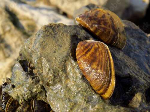 Zebra mussel (Dreissena polymorpha), a small freshwater mussel, very invasive and fast spreading freshwater shell with strong byssal fibers. Mollusca, family Dreissenidae, 