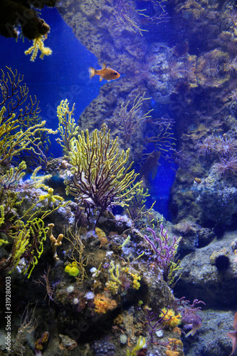 Marine life in the aquarium