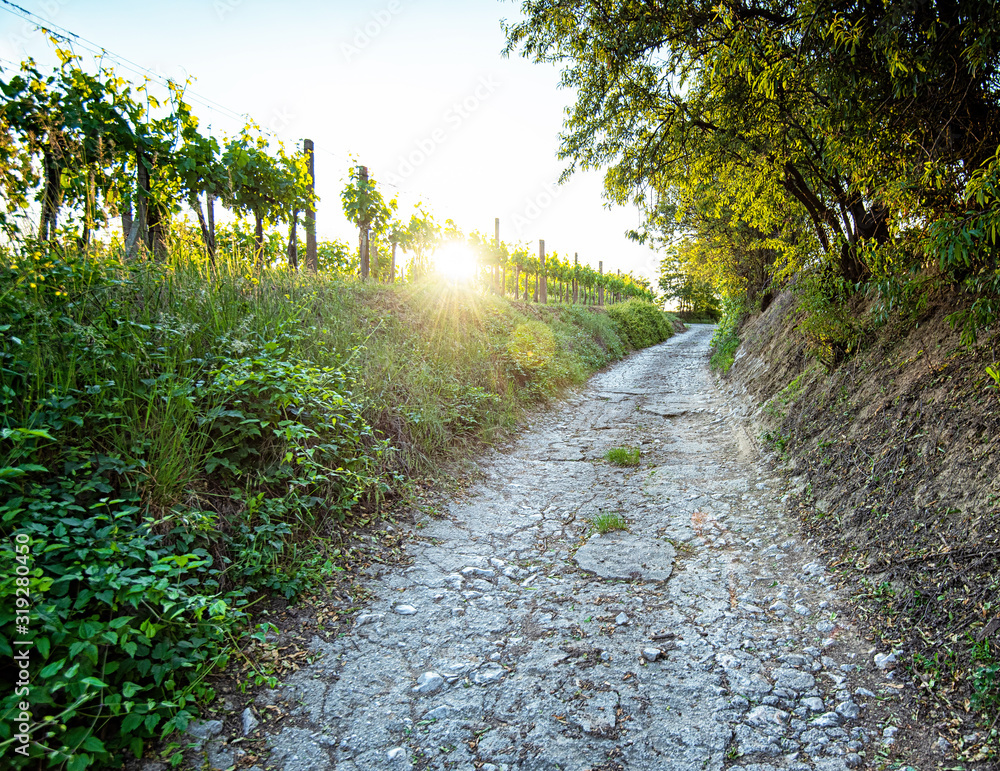 Fototapeta premium Vineyards in Villány region, Hungary