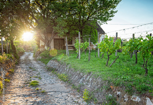 Vineyards in Villány region...