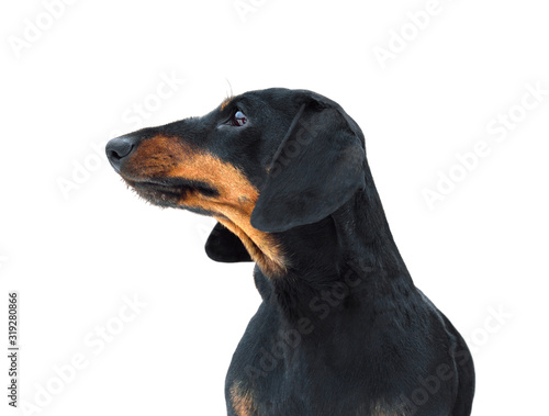 Black and tan miniature smooth dachshund