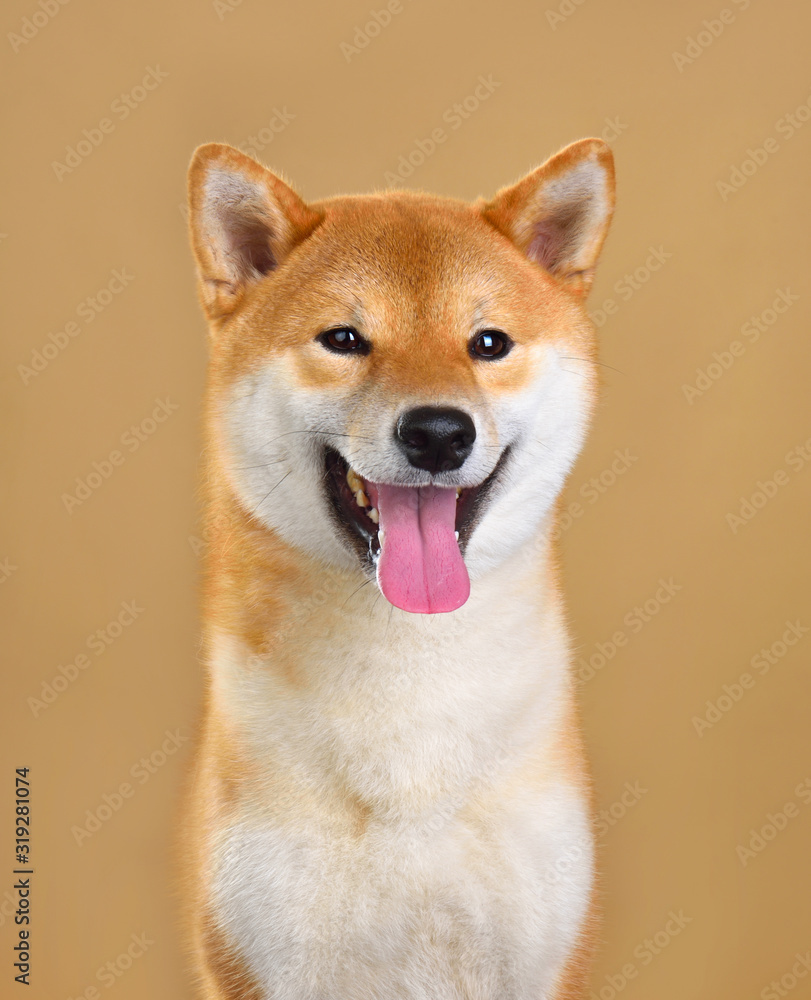 Cute Shiba Inu dog